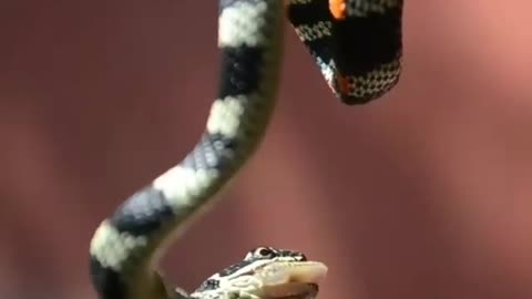 Wildlife