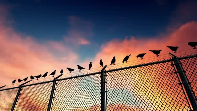 Birds on a wire fence - With great music