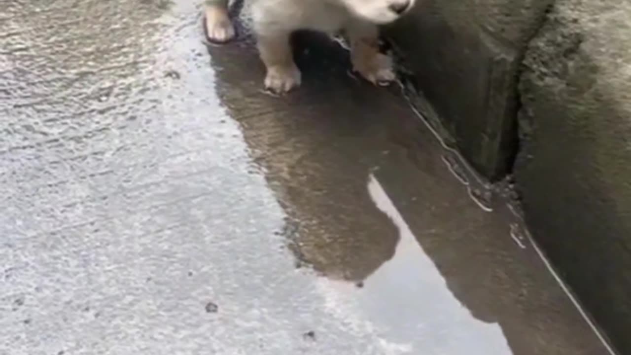 Cute puppy 🐶🥰🐶🥰