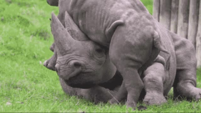 Gif video of rhinos playing