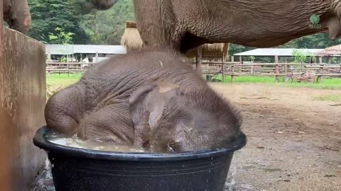 Cuteness Alert! Baby Elephant Wan Mai First Time in Bathtub - ElephantNews