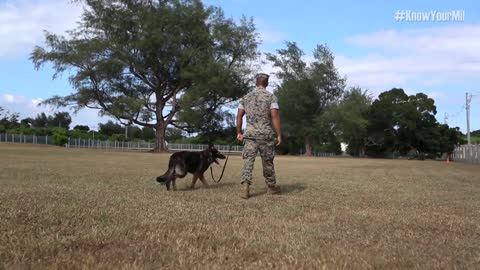 Military Working Dog Handler