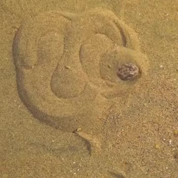 #Nature #Wildlife #snakes #ViralVideo