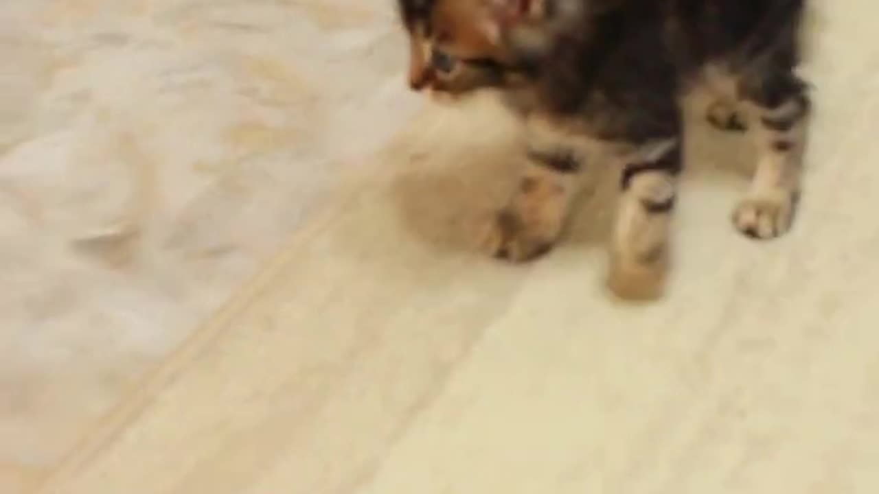 Funny animals