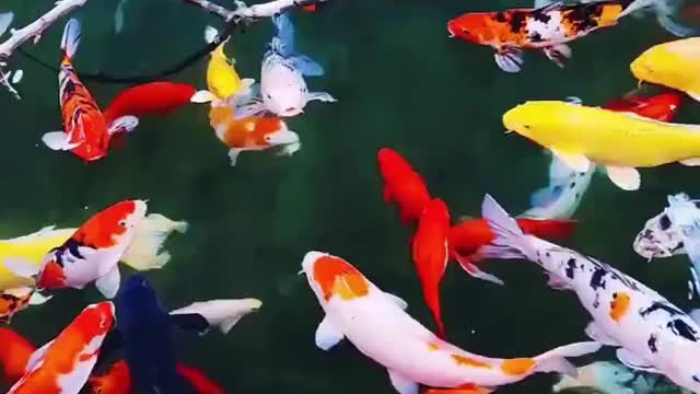 Lovely Goldfish swimming in the aquarium - The Comet Goldfish