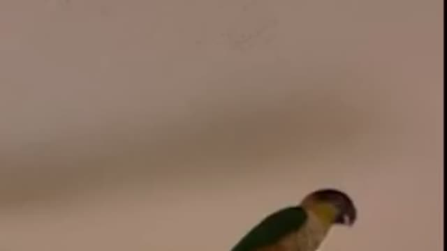 Parrot whistles and dances on moving ceiling fan!!