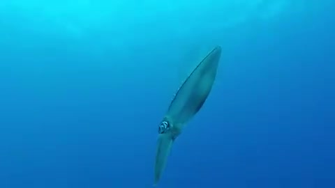 Beautiful underwater view