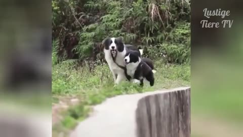 Cute Pets and Funny Animal Compilation!!