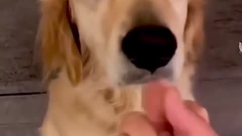 Dog training