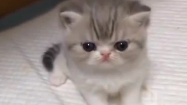 Baby cute cat is unhappy because you don't like his video so please like 👍😁