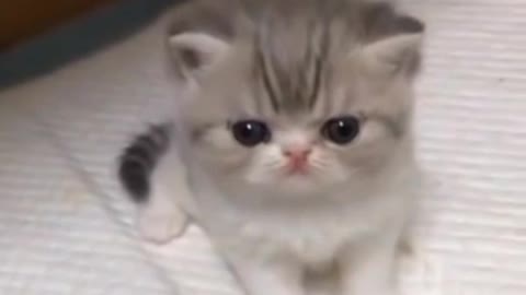 Baby cute cat is unhappy because you don't like his video so please like 👍😁