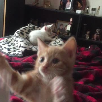 Kittens playing with a fish on a string!