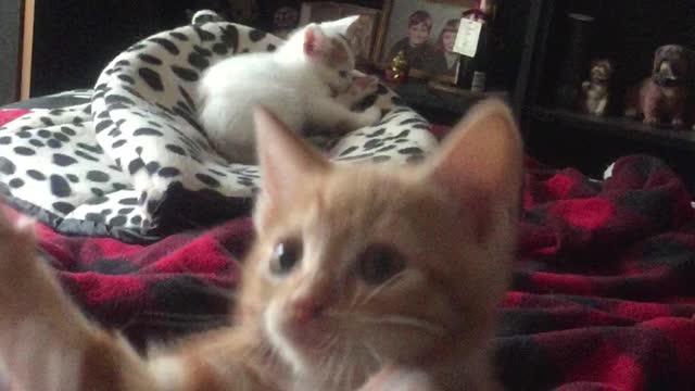 Kittens playing with a fish on a string!