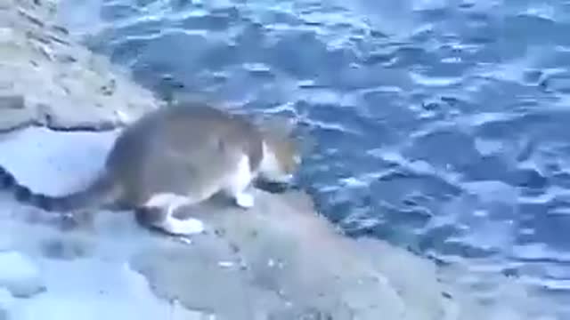 A wonderful cat fishing from the sea