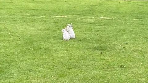 Guess, is it a real bunny?