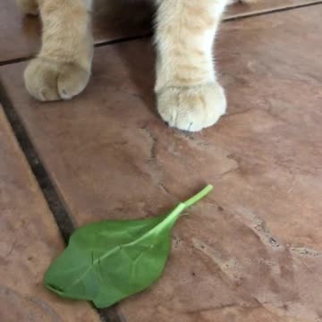 Cat likes spinach!