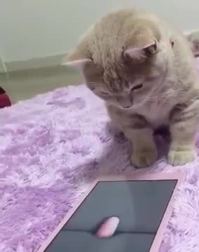 The cat plays with the iPad .