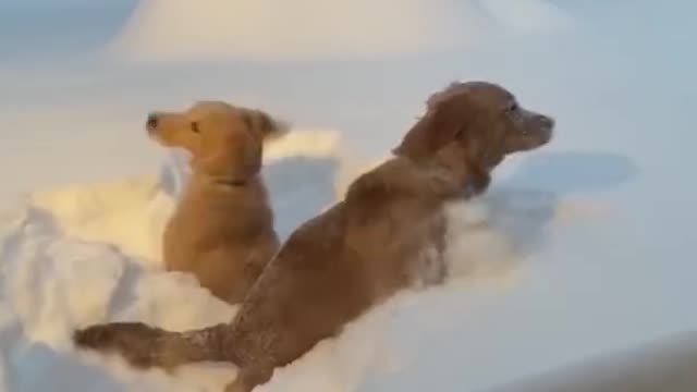 Golden Retrievers Dive Into 40 Inches of Snow