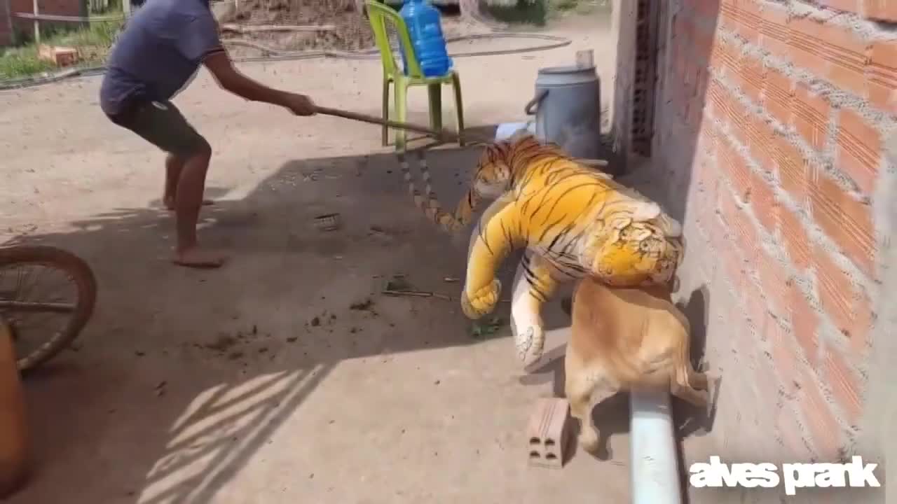 Dogs funny reaction meeting fake tiger