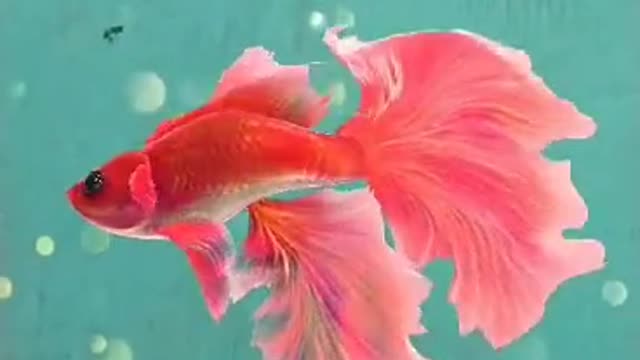 15 second fish video