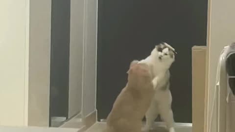 two cute cats are fighting