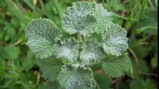 Marroio ( Marrubium vulgare ) serve para dor de cabeça causada por sinusite