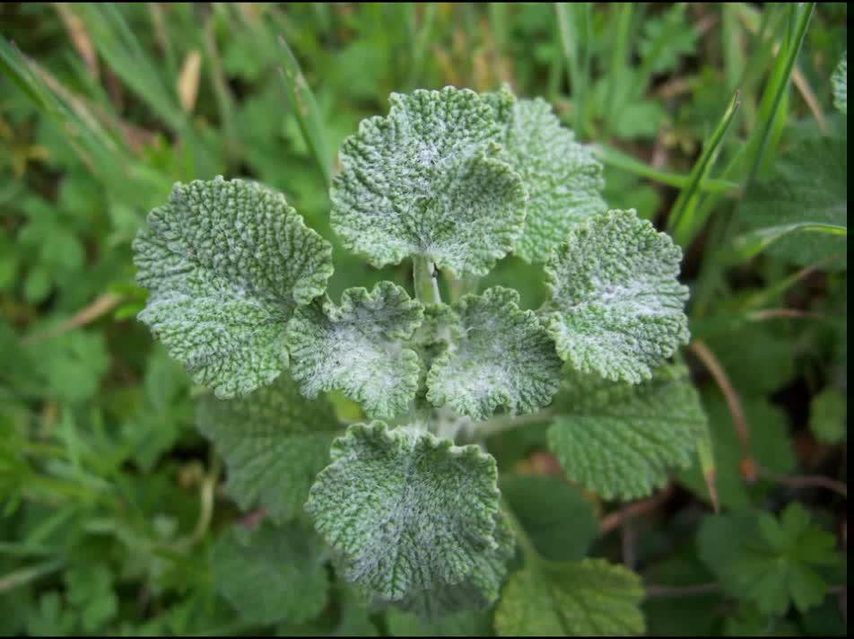 Marroio ( Marrubium vulgare ) serve para dor de cabeça causada por sinusite