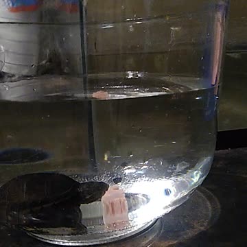 Patriot turtle still eating