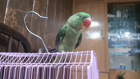 Green ringneck parrot talking