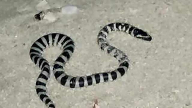 Hot 🔥 snake 🐍 on beach