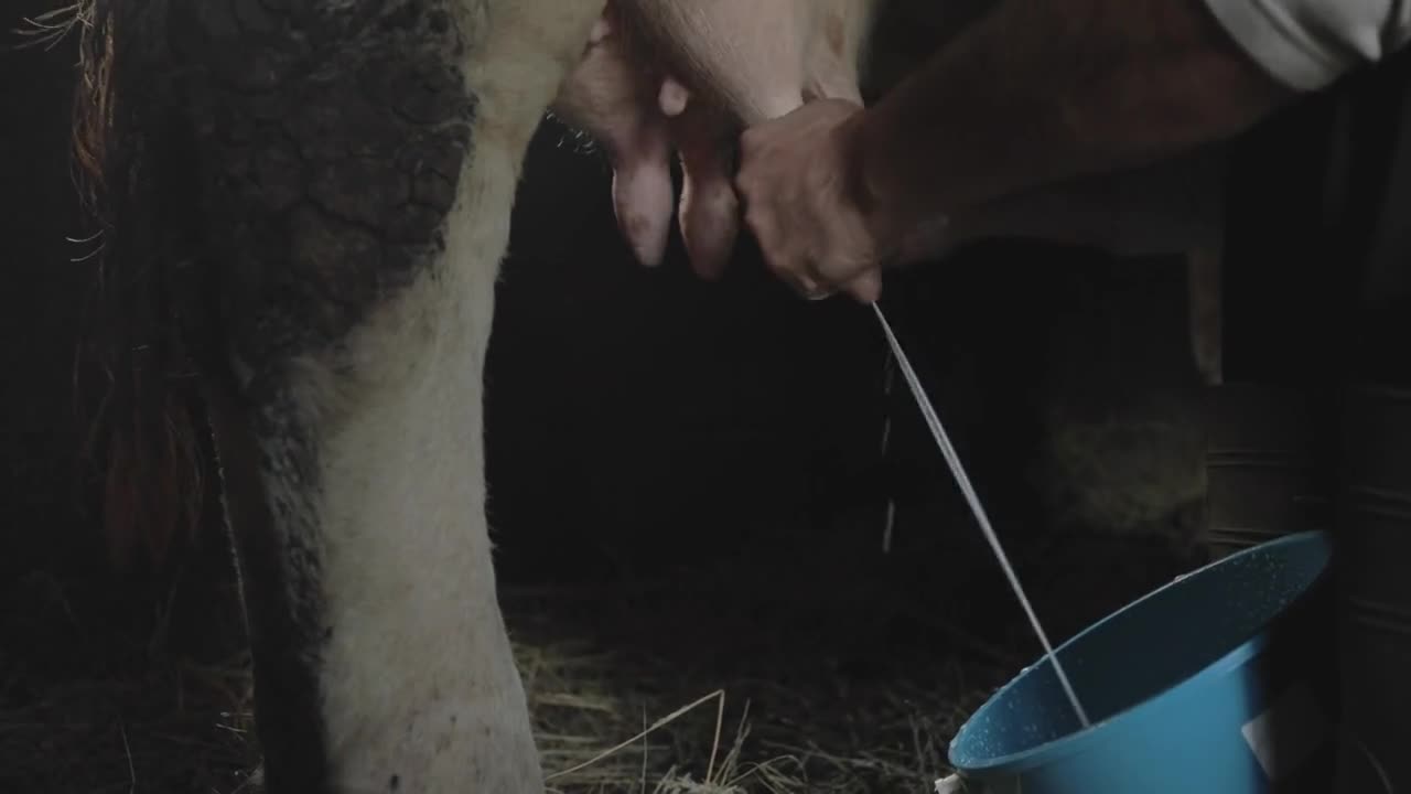 Low angle footage of a farmer milking a cow in a barn