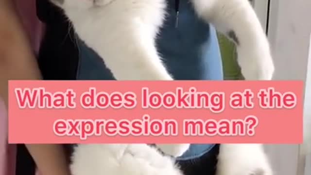 What does the expression mean ?Funniest Cats, Best Funny Cat Videos Of This Week #short 38