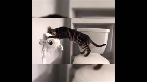 Funny Cats Compilation, May 2021 Cute and Funny Animals