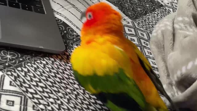 Parrot cant stop attacking computer