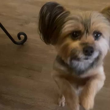 Gwen wants Christmas Treat