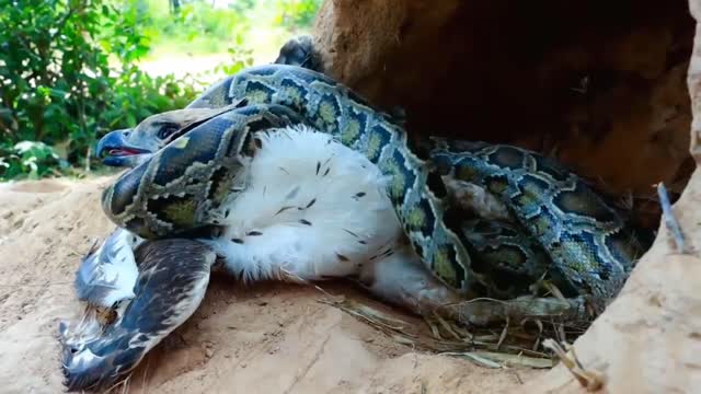 Snake and eagle fight