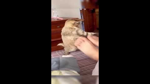 animal video