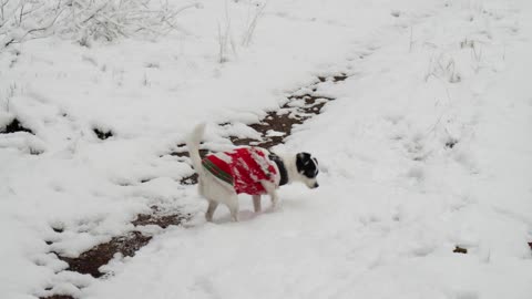 Puppy rolling in the snow