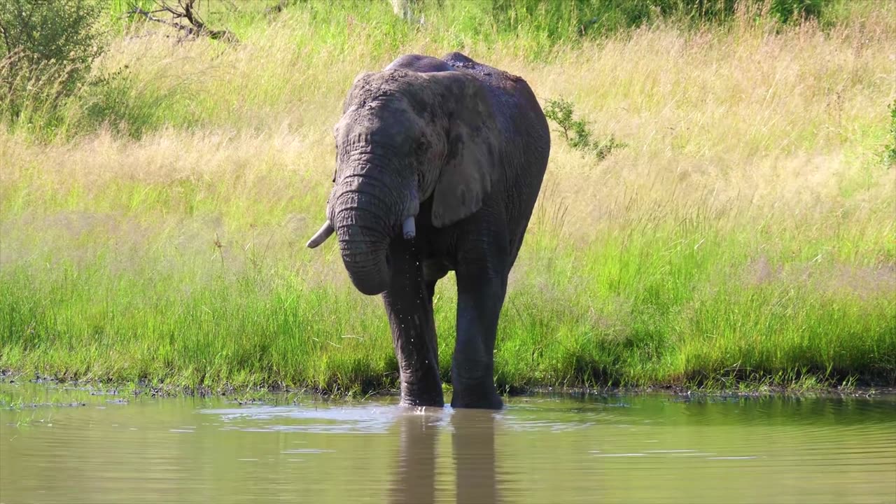 The beautiful Elephant in beautiful nature