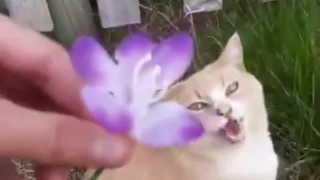 OMG So Cute Cats ♥ Best Funny Cat Videos 2021