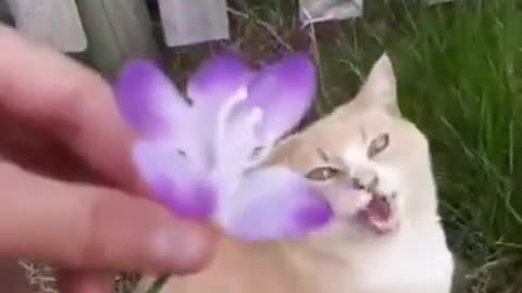 OMG So Cute Cats ♥ Best Funny Cat Videos 2021