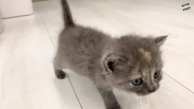 Mom cat meets and sniffs meowing foster kittens for the first time