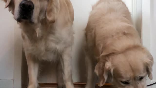 There is two types of golden retrievers...