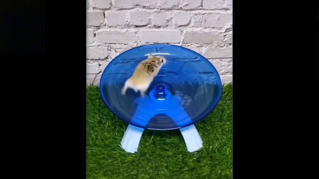 Cute And Funny Pets Try Not To Laugh To