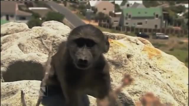 THE RAIDING BABOONS OF SOUTH AFRICA