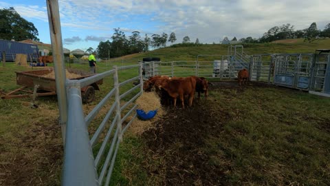 Droughtmaster Calf's being Weaned Part 2 at Camp 316