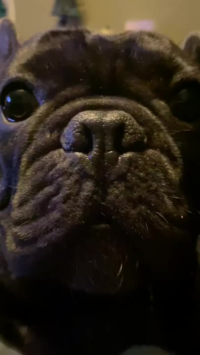 FRENCHIE BRUCE GIVES ME A PIECE OF HIS MIND