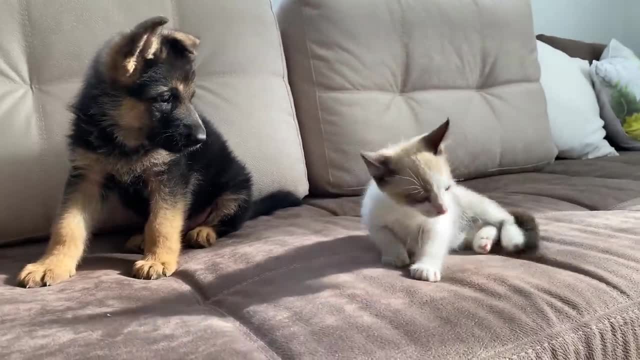 German Shepherd Puppy and Kitten Playing