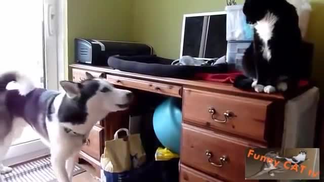 Cats and Dogs Meeting Each other For The First Time