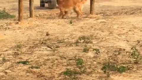 Excited Golden Retriever Tries Running Through a Fence